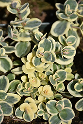 Lime Twister Stonecrop (Sedum 'Lime Twister') at Valley View Farms