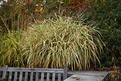 Dixieland Maiden Grass (Miscanthus sinensis 'Dixieland') at Valley View Farms