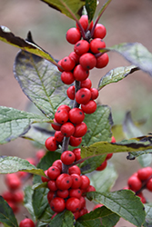 Maryland Beauty Winterberry (Ilex verticillata 'Maryland Beauty') at Valley View Farms