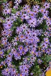 Raydon's Favorite Aster (Symphyotrichum oblongifolium 'Raydon's Favorite') at Valley View Farms