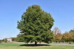 Scarlet Oak (Quercus coccinea) at Valley View Farms