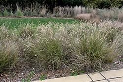 Karley Rose Oriental Fountain Grass (Pennisetum orientale 'Karley Rose') at Valley View Farms