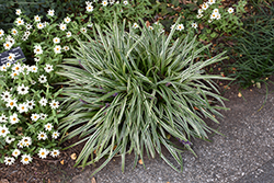 Silvery Sunproof Variegated Lily Turf (Liriope muscari 'Silvery Sunproof') at Valley View Farms