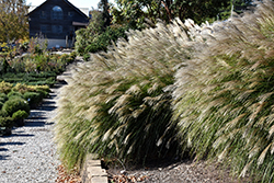 Gracillimus Maiden Grass (Miscanthus sinensis 'Gracillimus') at Valley View Farms