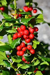 China Girl Meserve Holly (Ilex x meserveae 'China Girl') at Valley View Farms