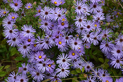 October Skies Aster (Symphyotrichum oblongifolium 'October Skies') at Valley View Farms
