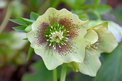 Yellow Lady Hellebore (Helleborus 'Yellow Lady') at Valley View Farms