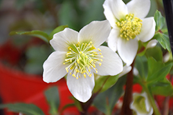 Gold Collection Jacob Hellebore (Helleborus niger 'Jacob') at Valley View Farms