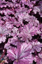 Forever Purple Coral Bells (Heuchera 'Forever Purple') at Valley View Farms