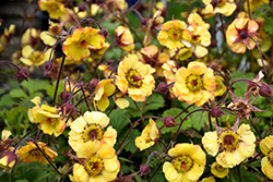Tequila Sunrise Avens (Geum 'Tequila Sunrise') at Valley View Farms