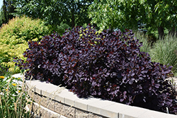 Royal Purple Smokebush (Cotinus coggygria 'Royal Purple') at Valley View Farms