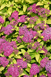 Double Play Gold Spirea (Spiraea japonica 'Yan') at Valley View Farms