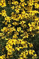 Imperial Sun Tickseed (Coreopsis 'Imperial Sun') at Valley View Farms
