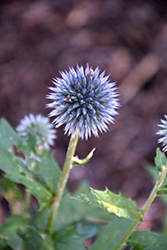 Taplow Blue Globe Thistle (Echinops bannaticus 'Taplow Blue') at Valley View Farms