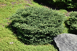 Birds Nest Spruce (Picea abies 'Nidiformis') at Valley View Farms