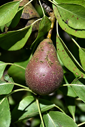 Seckel Pear (Pyrus communis 'Seckel') at Valley View Farms