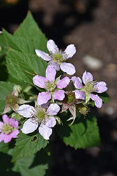Chester Thornless Blackberry (Rubus 'Chester') at Valley View Farms