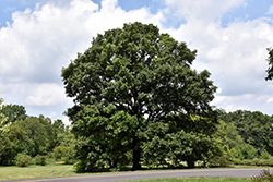 Swamp White Oak (Quercus bicolor) at Valley View Farms