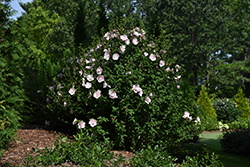 Pink Chiffon Rose of Sharon (Hibiscus syriacus 'JWNWOOD4') at Valley View Farms
