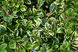 Wedding Ring Boxwood (Buxus microphylla 'Eseles') at Valley View Farms