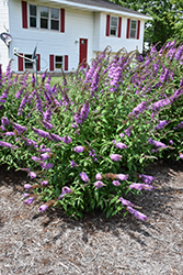 Peacock Butterfly Bush (Buddleia davidii 'Peakeep') at Valley View Farms