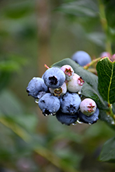 Chippewa Blueberry (Vaccinium 'Chippewa') at Valley View Farms