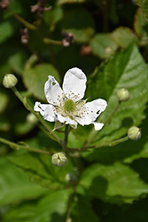 Baby Cakes Blackberry (Rubus 'APF-236T') at Valley View Farms