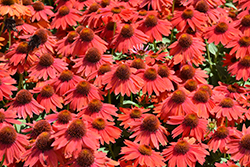 Sombrero Salsa Red Coneflower (Echinacea 'Balsomsed') at Valley View Farms