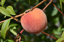 Redhaven Peach (Prunus persica 'Redhaven') at Valley View Farms