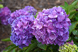 Let's Dance Rave Hydrangea (Hydrangea macrophylla 'SMNHMSIGMA') at Valley View Farms