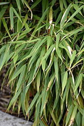 Scabrida Bamboo (Fargesia scabrida) at Valley View Farms