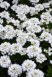 Purity Candytuft (Iberis sempervirens 'Purity') at Valley View Farms