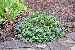Early Bird Catmint (Nepeta 'Early Bird') at Valley View Farms