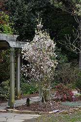 Zuzu Fuji Cherry (Prunus incisa 'Rinpo') at Valley View Farms