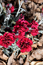 Odessa Red Pinks (Dianthus caryophyllus 'Odessa Red') at Valley View Farms