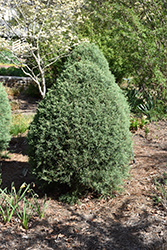 Carolina Sapphire Arizona Cypress (topiary) (Cupressus arizonica 'Carolina Sapphire (topiary)') at Valley View Farms