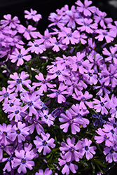Purple Beauty Moss Phlox (Phlox subulata 'Purple Beauty') at Valley View Farms