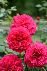 Tess Of The D'Urbervilles Rose (Rosa 'Tess Of The D'Urbervilles') at Valley View Farms