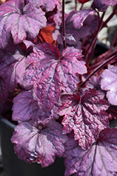 Electric Plum Coral Bells (Heuchera 'Electric Plum') at Valley View Farms