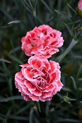 Coral Reef Pinks (Dianthus 'WP07OLDRICE') at Valley View Farms