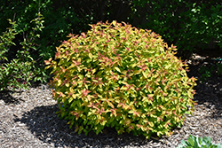 Double Play Candy Corn Spirea (Spiraea japonica 'NCSX1') at Valley View Farms