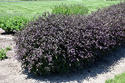 Serious Black Ground Clematis (Clematis recta 'Lime Close') at Valley View Farms