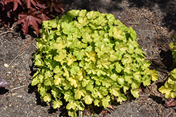 Dolce Appletini Coral Bells (Heuchera 'Appletini') at Valley View Farms