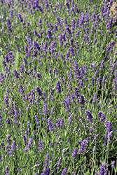 Big Time Blue Lavender (Lavandula angustifolia 'Armtipp01') at Valley View Farms