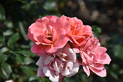 Coral Knock Out Rose (Rosa 'Radral') at Valley View Farms