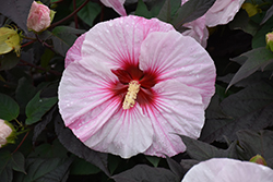 Summerific Perfect Storm Hibiscus (Hibiscus 'Perfect Storm') at Valley View Farms