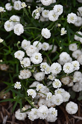 Peter Cottontail Yarrow (Achillea ptarmica 'Peter Cottontail') at Valley View Farms