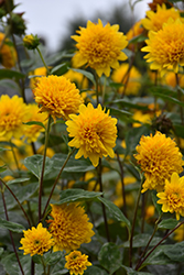 Sunshine Daydream Sunflower (Helianthus 'Sunshine Daydream') at Valley View Farms
