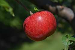 Wolf River Apple (Malus 'Wolf River') at Valley View Farms