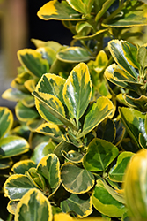 Gold Variegated Japanese Euonymus (Euonymus japonicus 'Aureomarginatus') at Valley View Farms